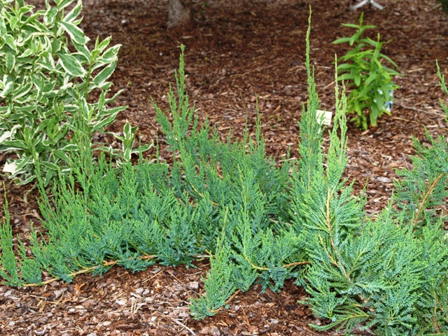 Juniperus horizontalis 'Alpina'