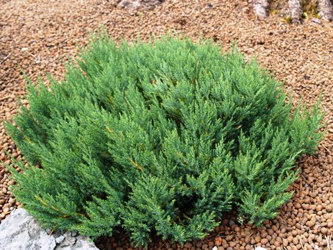 Juniperus horizontalis 'Blue Forest'