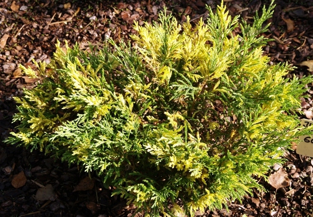 Juniperus horizontalis 'Gold Spot'