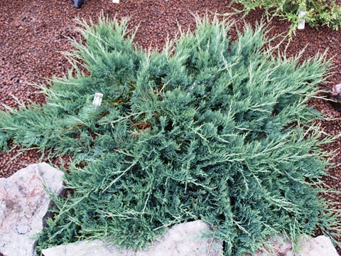 Juniperus horizontalis 'Venusta'