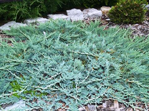 Juniperus horizontalis 'Yukon Belle'