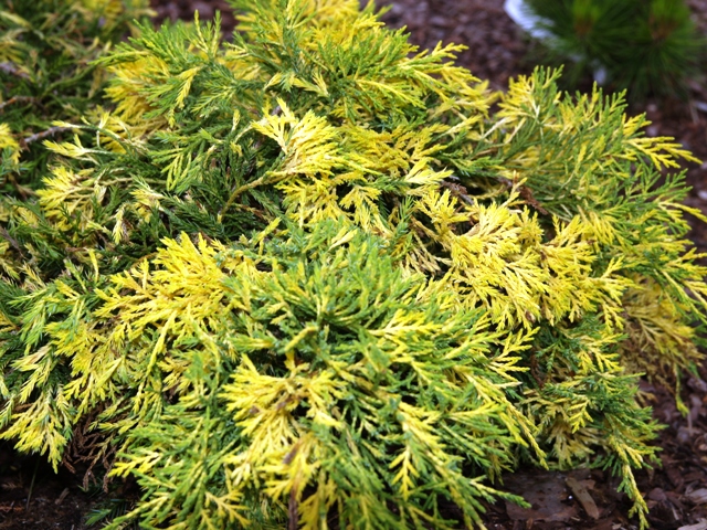 Juniperus x media 'Winter Surprise'