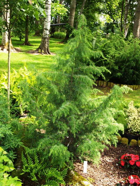 Juniperus deppeana var. pachyphlaea 'Silver Spire'