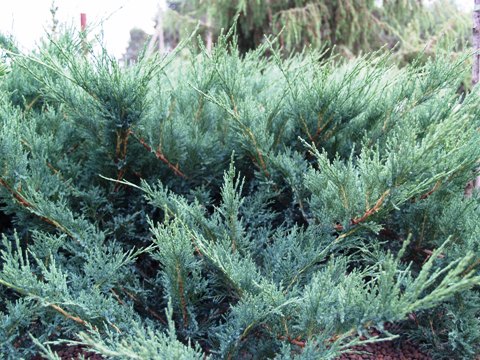 Juniperus sabina 'Blue Danube'
