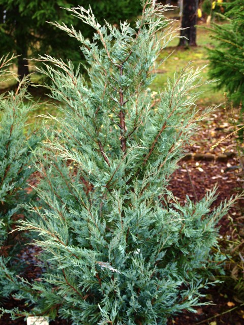 Juniperus scopulorum 'Blue Heaven'