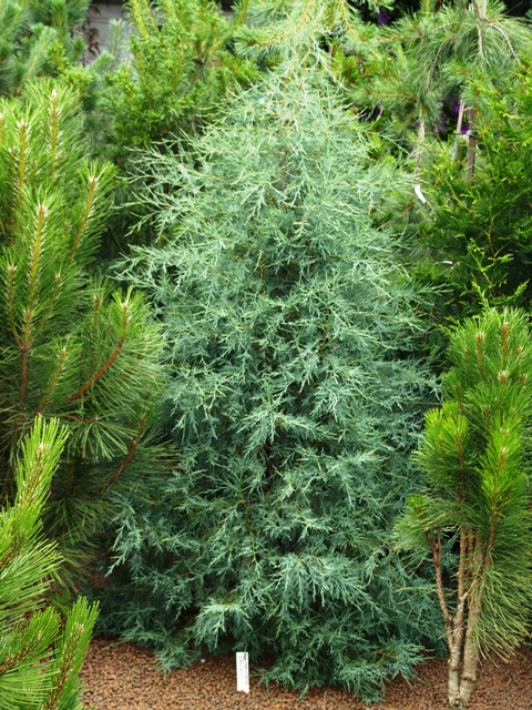 Juniperus scopulorum 'Welchii'