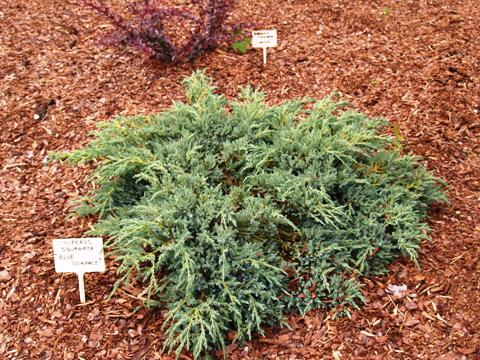 Juniperus squamata 'Blue Compact'