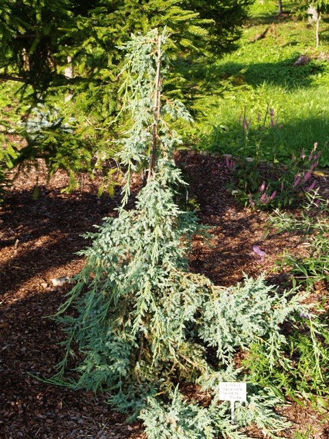 Juniperus squamata 'Chinese Silver'
