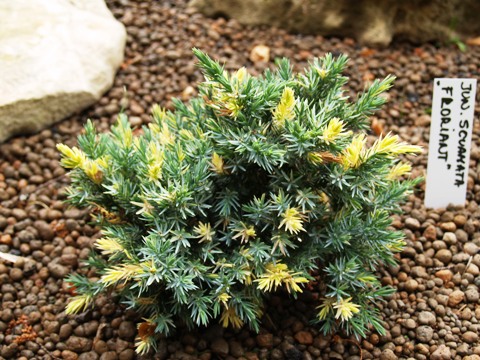 Juniperus squamata 'Floreant'