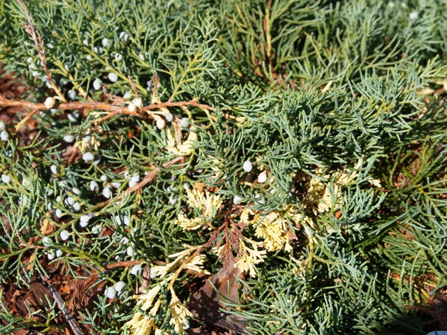 Juniperus virginiana 'Filip's Polar Festival'