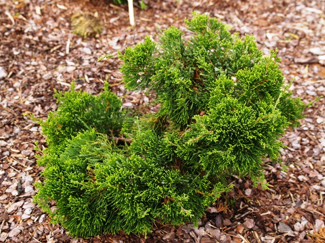 Juniperus virginiana 'Globosa'