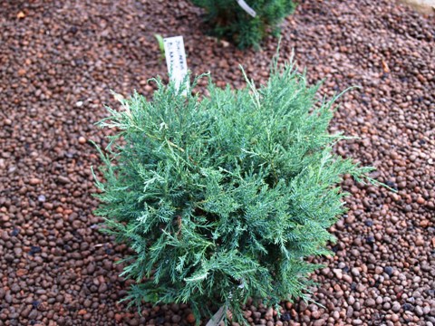 Juniperus virginiana 'Harmony W.B.'