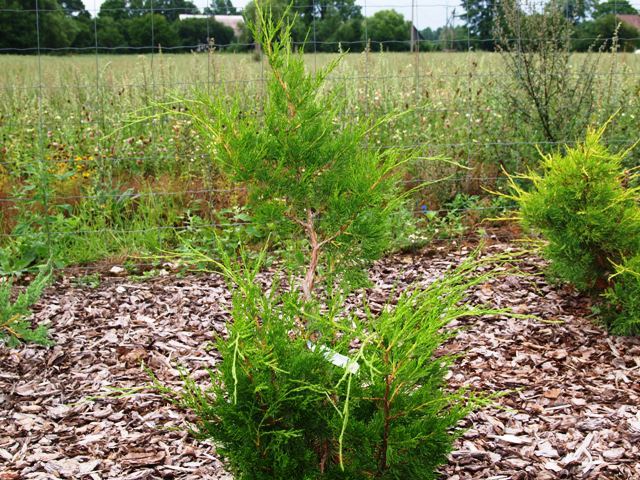 Juniperus virginiana 'Kim'