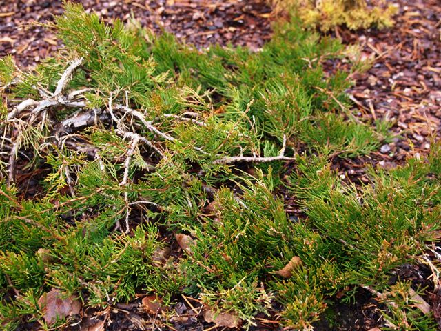 Juniperus virginiana 'Pendula Nana'