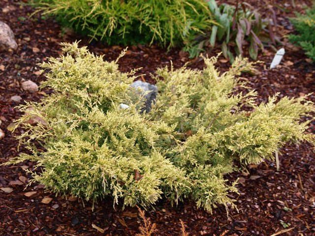 Juniperus virginiana 'Sulphur Spray'