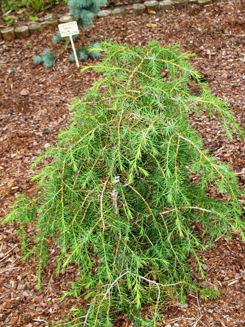 Juniperus rigida 