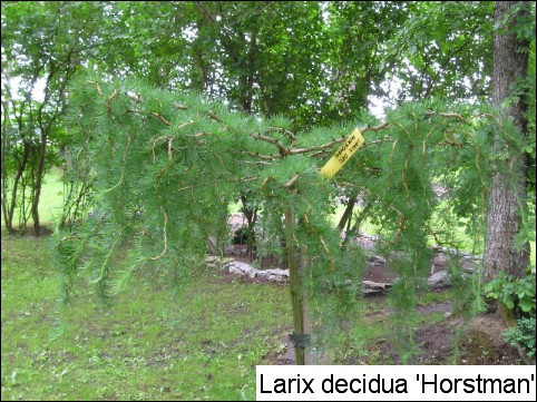 Larix decidua 'Horstmann'