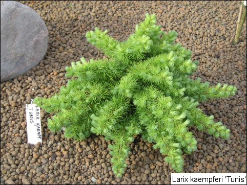 Larix kaempferi 'Tunis'