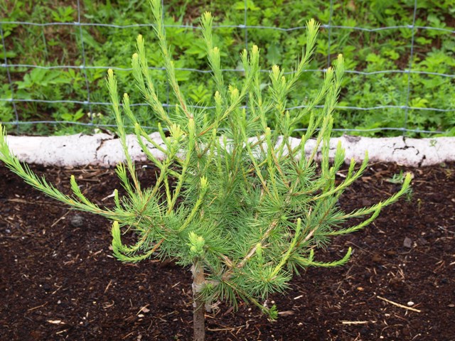 Larix decidua 'Margita Hiekova'