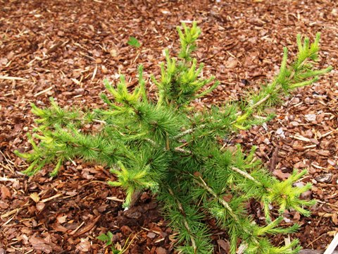 Larix decidua 'Kadl'