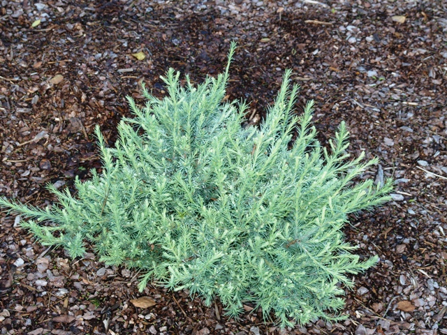 Larix × marschlinsii 'Newport Beauty'