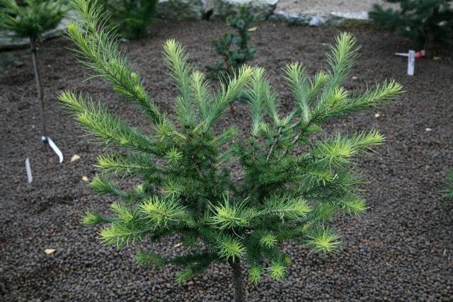 Larix kaempferi 'Blue Pearl'