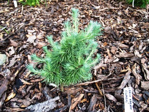 Larix kaempferi 'Cupido'