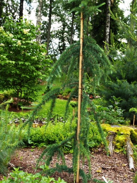 Larix kaempferi 'Mazanek'