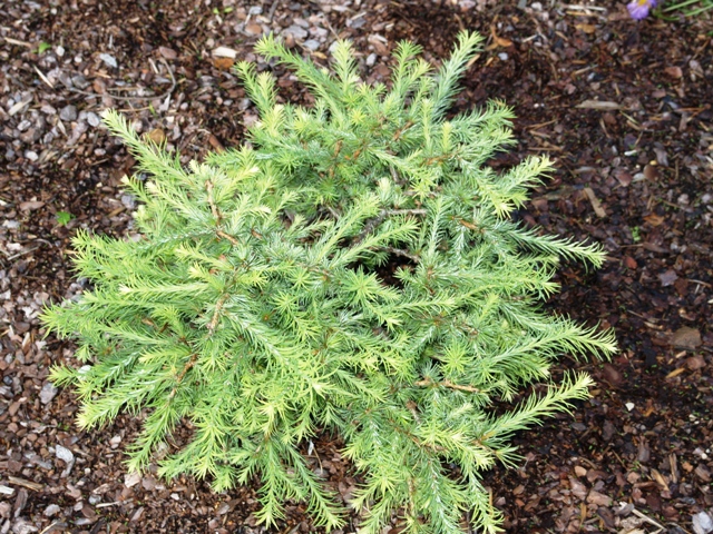 Larix laricina 'Hartwig Pine'