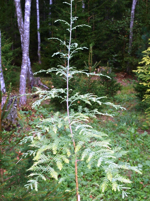 Metasequoia glyptostroboides 'Blue-isch'