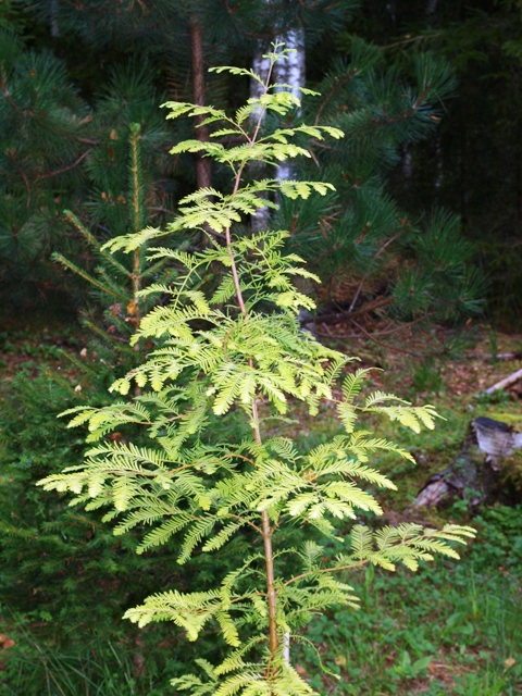 Metasequoia glyptostroboides 'Golden Down'