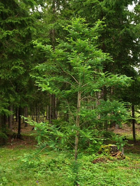 Metasequoia glyptostroboides 'Jack Frost'