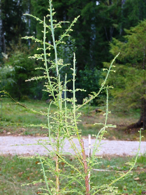 Metasequoia glyptostroboides 'Little Creamy'