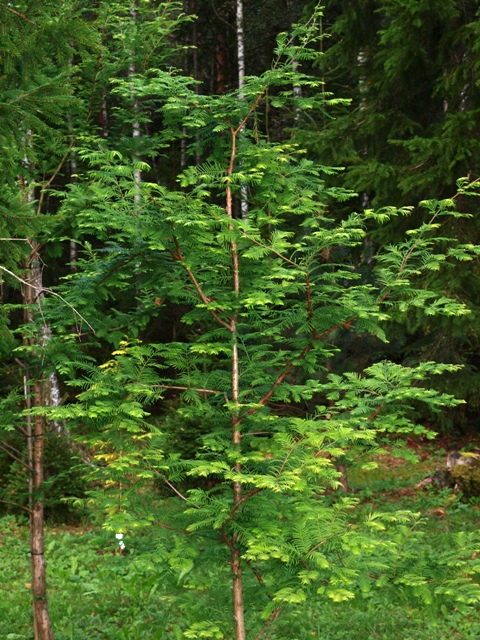 Metasequoia glyptostroboides 'Pat Mc.Cracken'