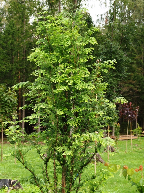 Metasequoia glyptostroboides 'Waasland'