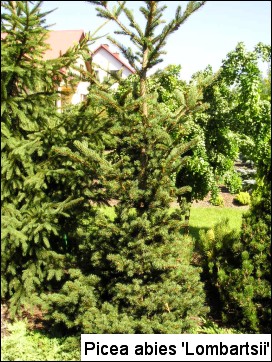 Picea abies 'Lombartsii'