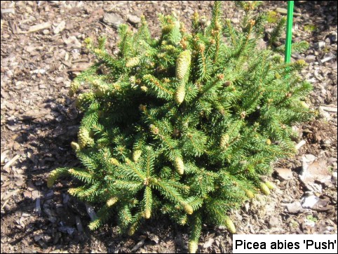 Picea abies 'Pusch'