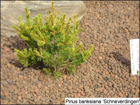 Pinus banksiana 'Schneverdingen'
