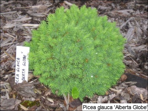 Picea glauca 'Alberta Globe'