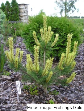 Pinus mugo 'Frühlingsgold'