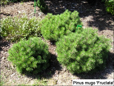 Pinus mugo 'Fructata'