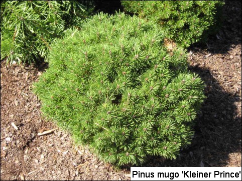 Pinus mugo 'Kleiner Prince'
