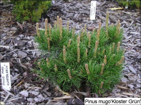 Pinus mugo 'Klostergrün'