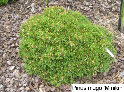 Pinus mugo 'Minikin'