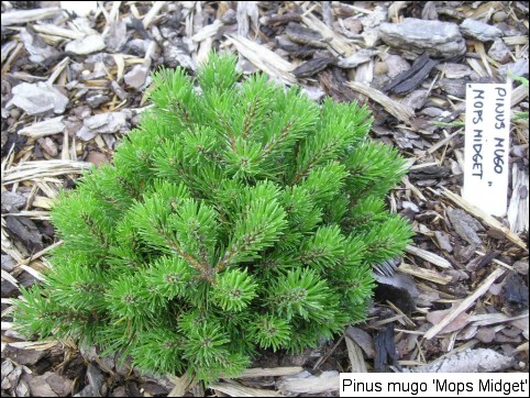 Pinus mugo 'Mops Midget'