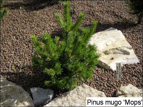 Pinus mugo 'Mops'