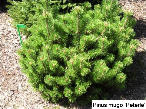 Pinus mugo 'Peterle'