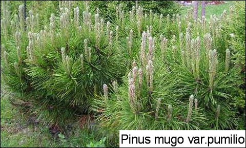 Pinus mugo var. pumilio 