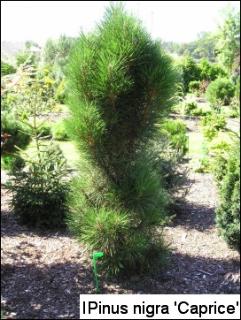 Pinus nigra 'Caprice'