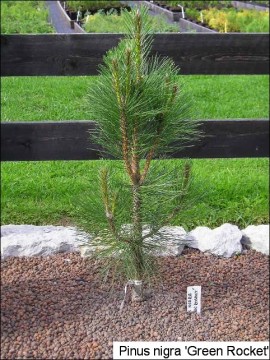 Pinus nigra 'Green Rocket'